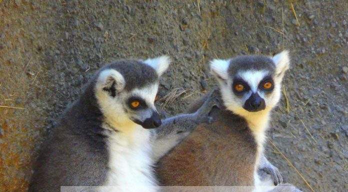 15 Famous Quotes on Friendship