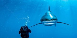 Some of the Best Humans Underwater animals Photography