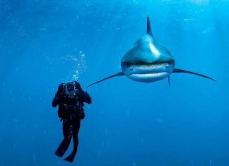 Some of the Best Humans Underwater animals Photography