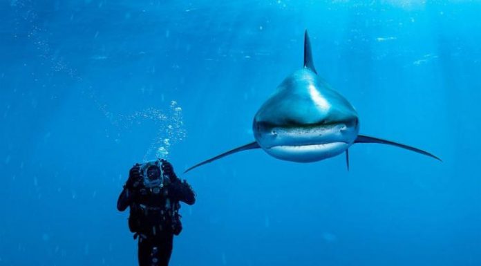 Some of the Best Humans Underwater animals Photography