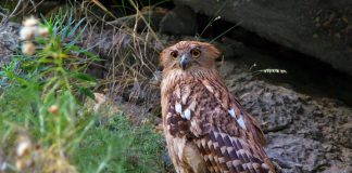 Breathtaking Bird Photos By Per Anders Bertilsson