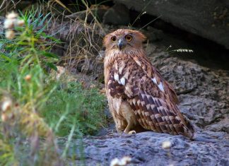 Breathtaking Bird Photos By Per Anders Bertilsson
