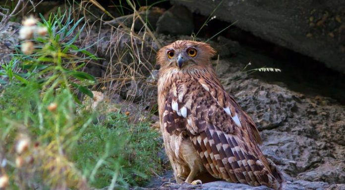 Breathtaking Bird Photos By Per Anders Bertilsson