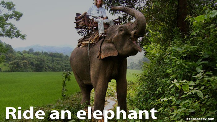 Ride an elephant