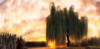 DON’T BELIEVE YOUR EYES