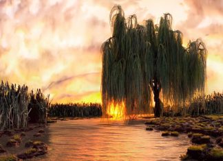 DON’T BELIEVE YOUR EYES