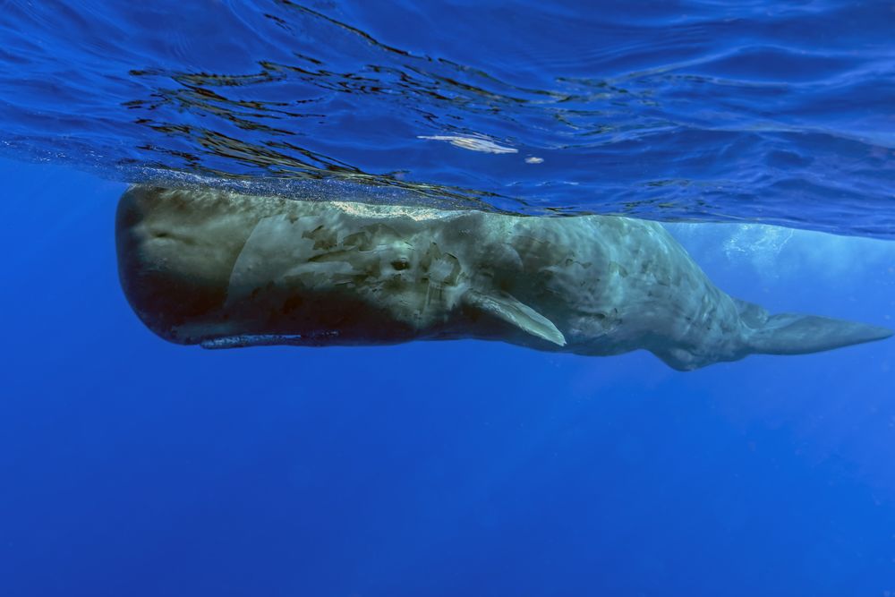 Friendly Sperm Whale    Photograph by Peter Allinson