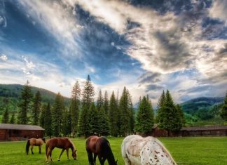 18 Breathtaking Photos Of Wild Horses Around The Globe