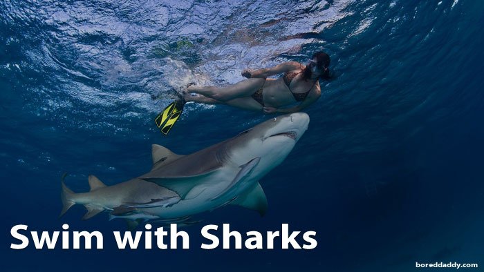 Swim with sharks