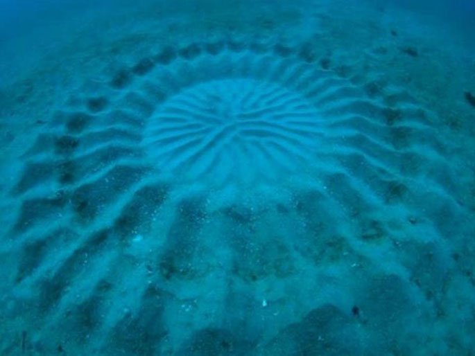 underwater-crop-circles