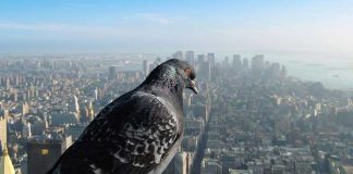 How Our World Would Look If You Were A Bird