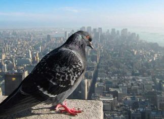 How Our World Would Look If You Were A Bird