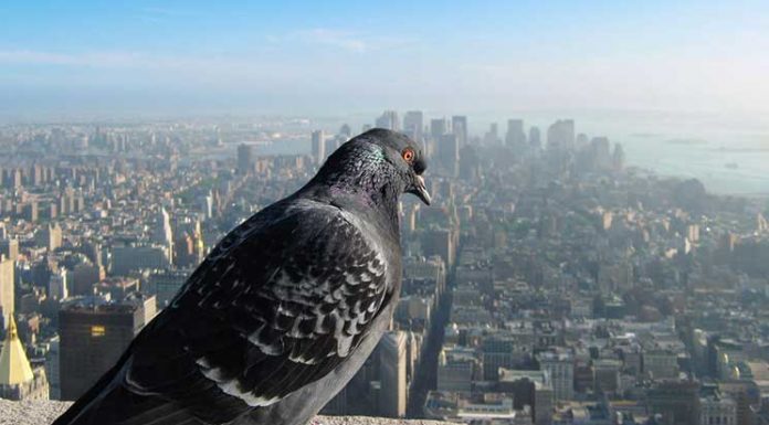 How Our World Would Look If You Were A Bird