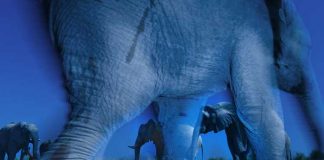 Winners of Wildlife Photographer of the Year 2013