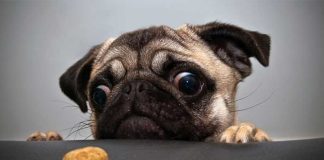 12 Beautiful Pictures of Dogs