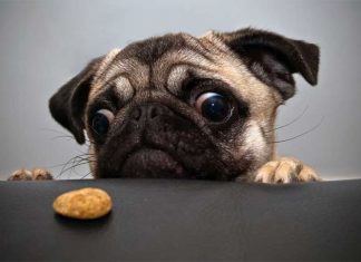 12 Beautiful Pictures of Dogs