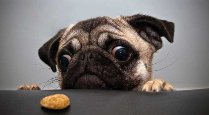 12 Beautiful Pictures of Dogs