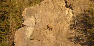 These Goats On Cliffs Don’t Know What Fear Is