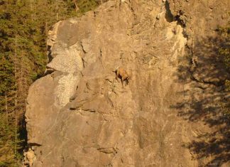 These Goats On Cliffs Don’t Know What Fear Is
