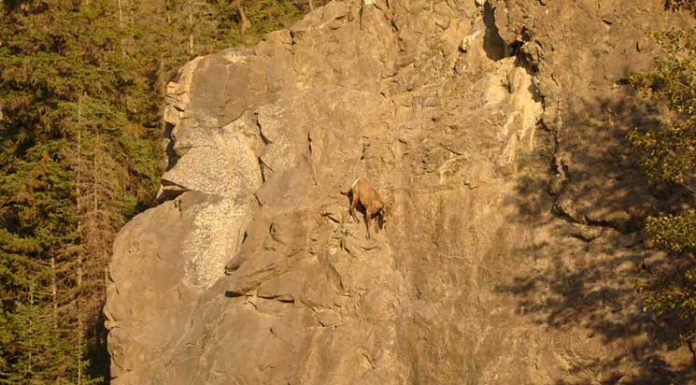 These Goats On Cliffs Don’t Know What Fear Is