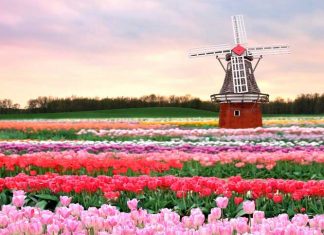 Netherland, the Land Of Tulips