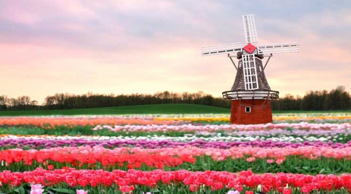Netherland, the Land Of Tulips