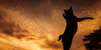 Japanese Photographer Takes Beautiful Sun-Kissed Photos Of Cats