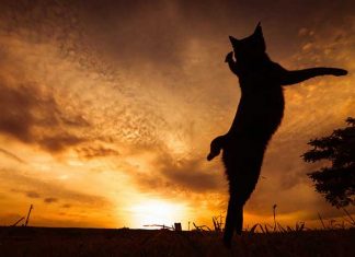 Japanese Photographer Takes Beautiful Sun-Kissed Photos Of Cats
