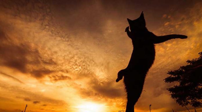 Japanese Photographer Takes Beautiful Sun-Kissed Photos Of Cats