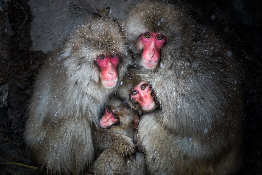 Family's bond Photograph by Takeshi Marumoto 