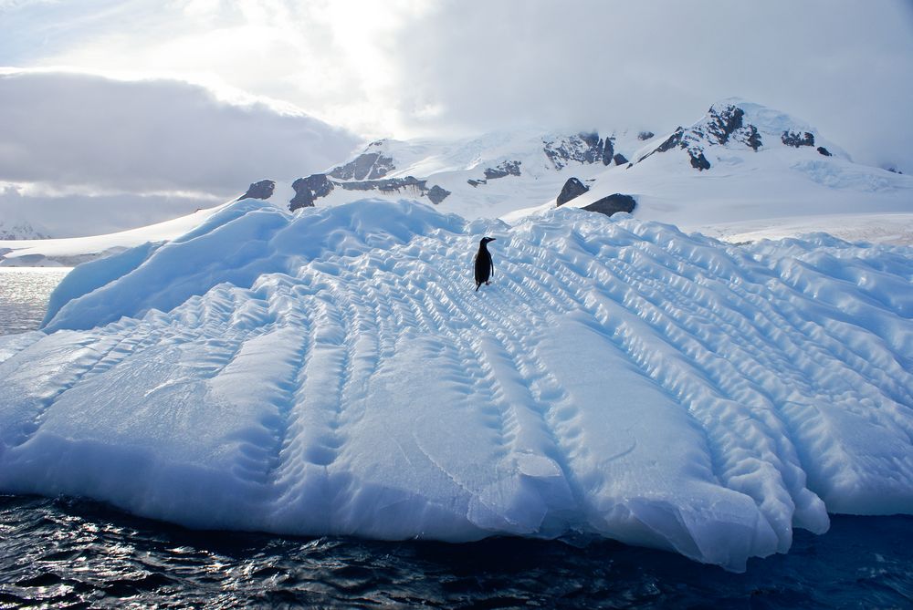 Gentoo Penguin Photograph by Christian Wilkinson