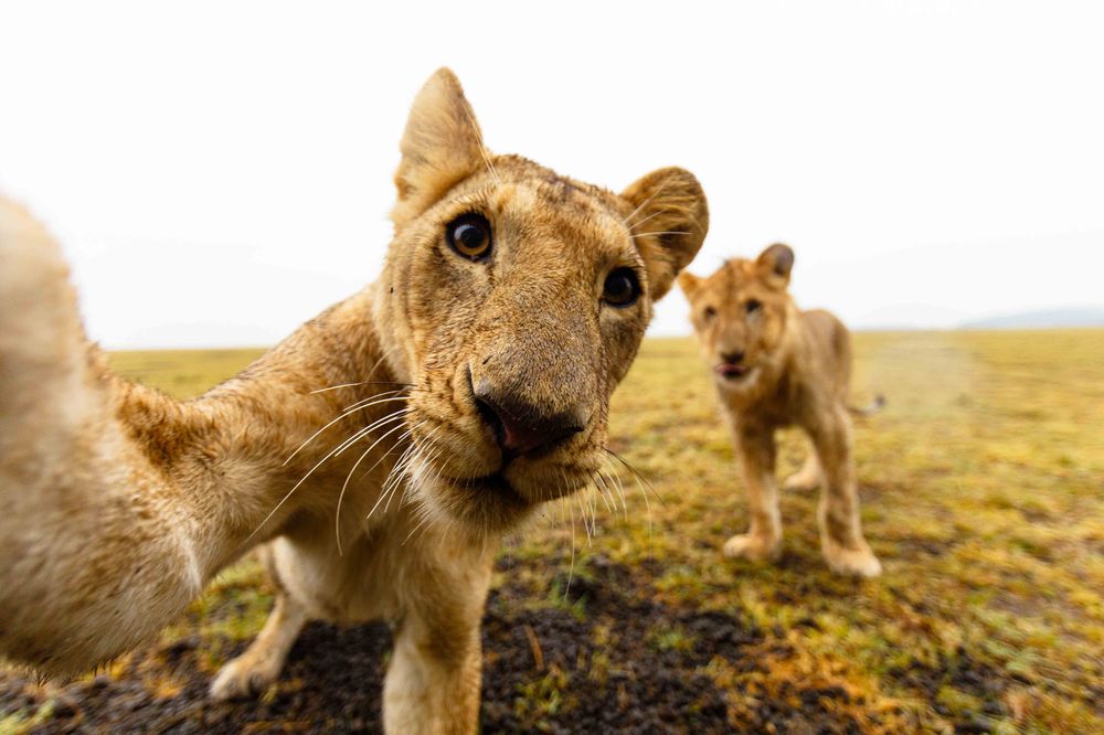 Playful Lions Check Out Camera Photograph by Kym Illman