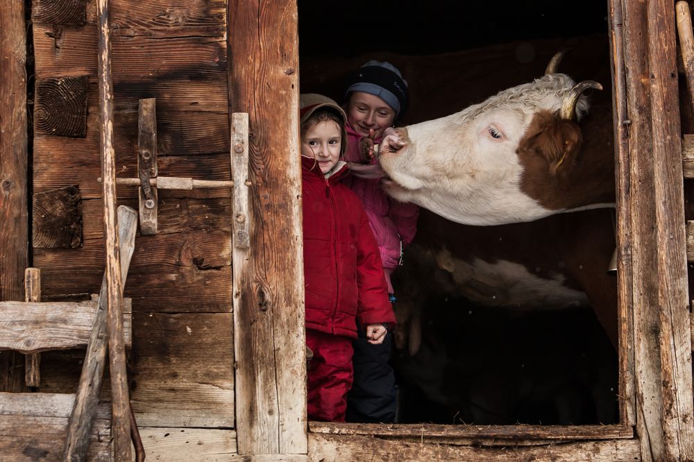 Iulia & Diana playing with their heife Photograph by Bogdan Comanescu