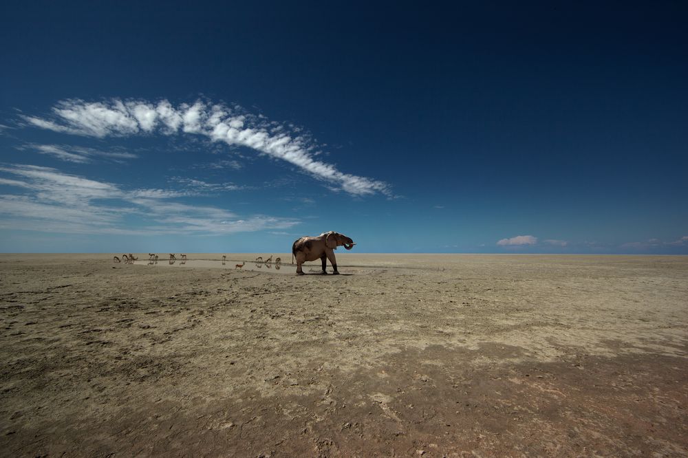 thirsty elephant  photograph by Steve gordon