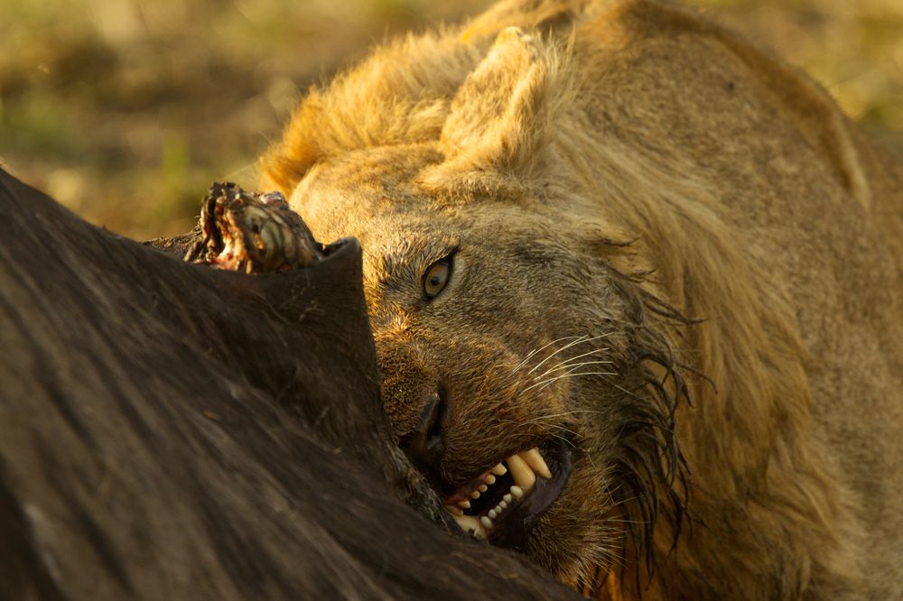 Teeth - Uganda - Kidepo National Park  Photograph by Mauro Mozzarelli