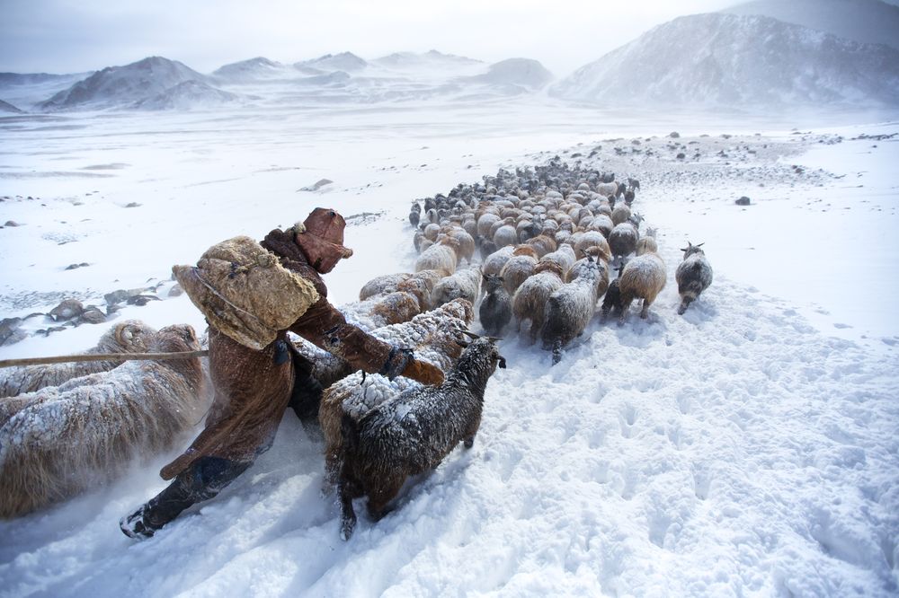 Herding in the Altai Photograph by Tariq Sawyer