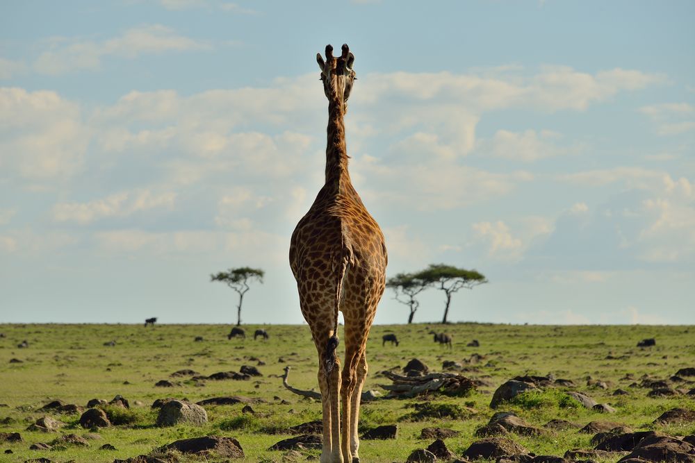 Giraffe Tower  Photograph by Ali Rashdan