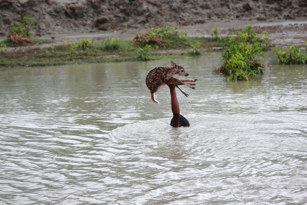 A fawn and a boy   Photograph by hasib wahab