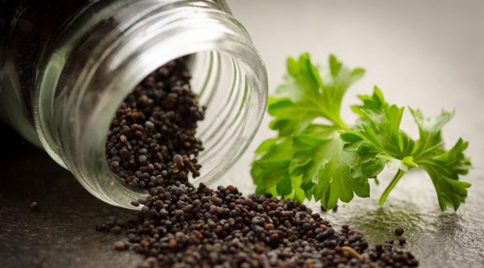 18 Animals With Ridiculously Misleading Names. Where Did They Come Up With These? Recipebread Kitchen