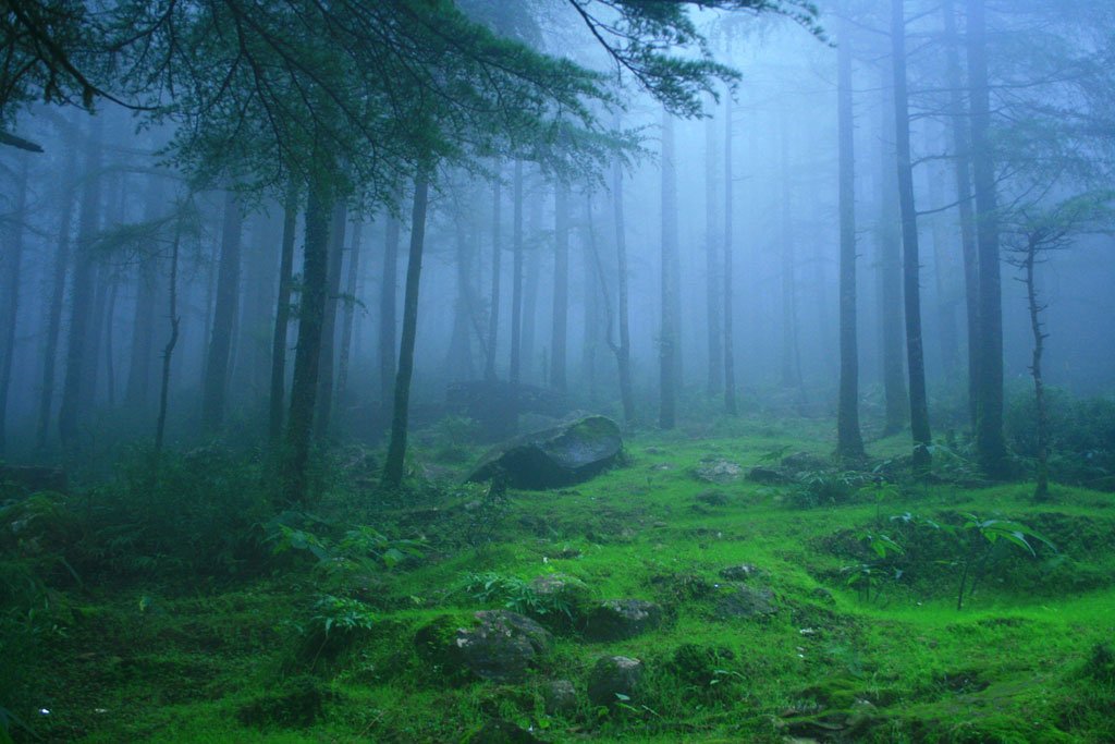 deodar-forest-himachal-pradesh