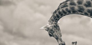 21 Photos Of Cute Baby Giraffes That Will Make Your Day Better