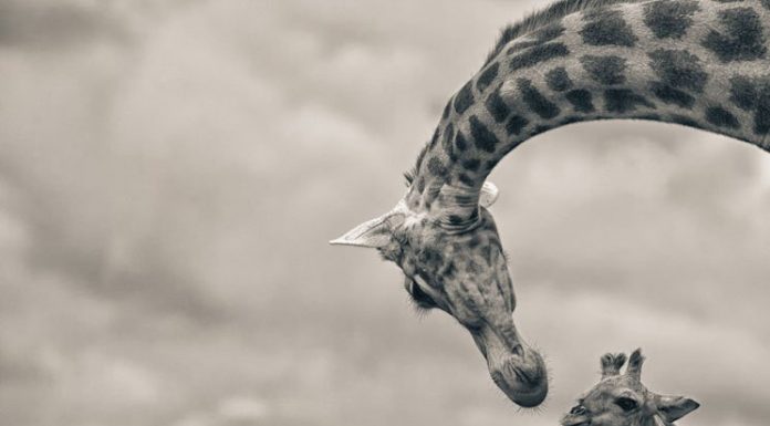 21 Photos Of Cute Baby Giraffes That Will Make Your Day Better