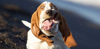 26 Majestic Dogs Who Totally Redefine Perfection