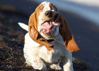 26 Majestic Dogs Who Totally Redefine Perfection