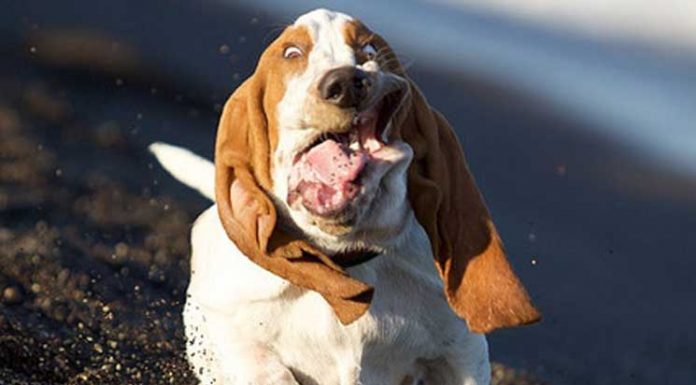 26 Majestic Dogs Who Totally Redefine Perfection