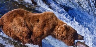 How to Enjoy Nature Without Getting Yourself Eaten