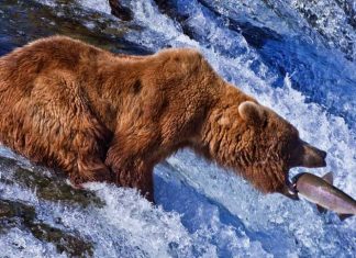 How to Enjoy Nature Without Getting Yourself Eaten