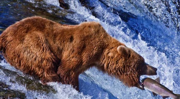 How to Enjoy Nature Without Getting Yourself Eaten