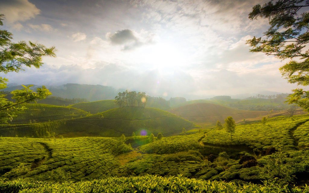 tea-garden-hill-of-munnar