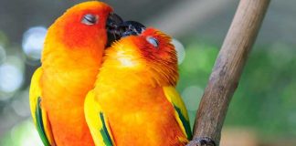 15 Beautiful Pictures Of Animals Kissing